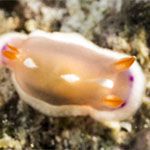 Verconia
                        varians